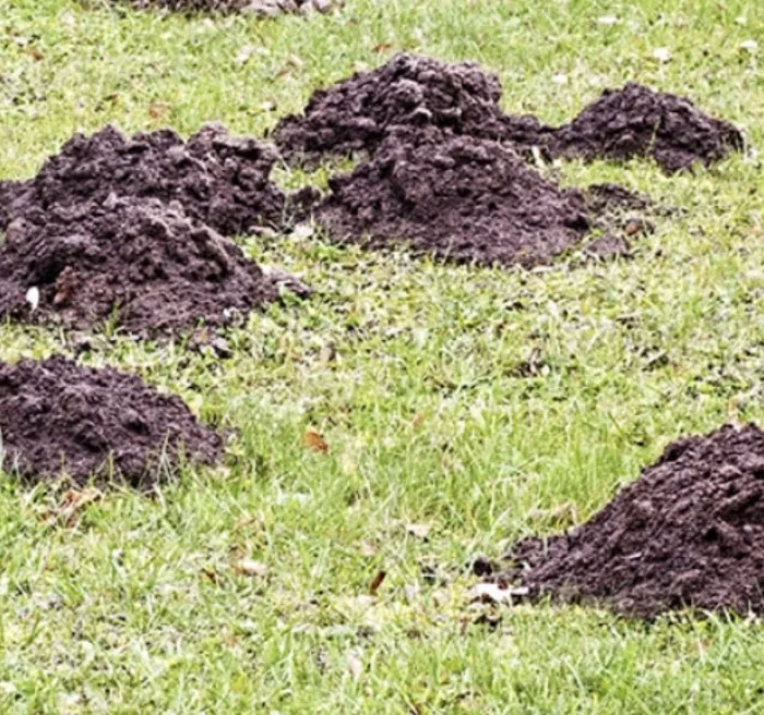 Cummings Pest Solutions Picture 6