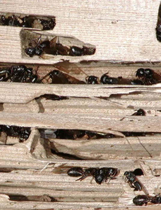 Cummings Pest Solutions Picture 10