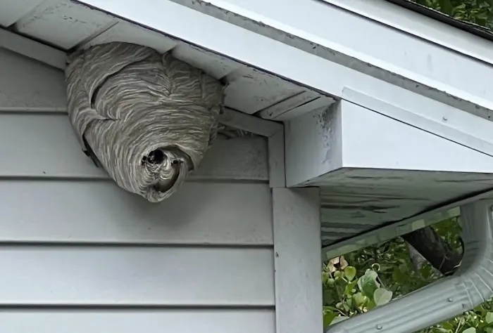 Cummings Pest Solutions Picture 8