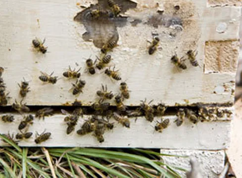 Empire State Exterminating Inc Picture 1