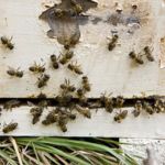 Empire State Exterminating Inc