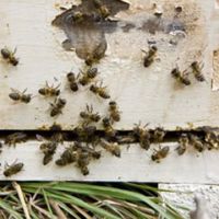 Empire State Exterminating Inc ico