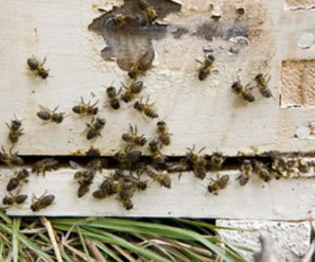 Empire State Exterminating Inc