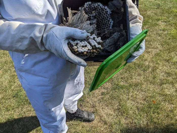 Eco Serve Pest Services Picture 9
