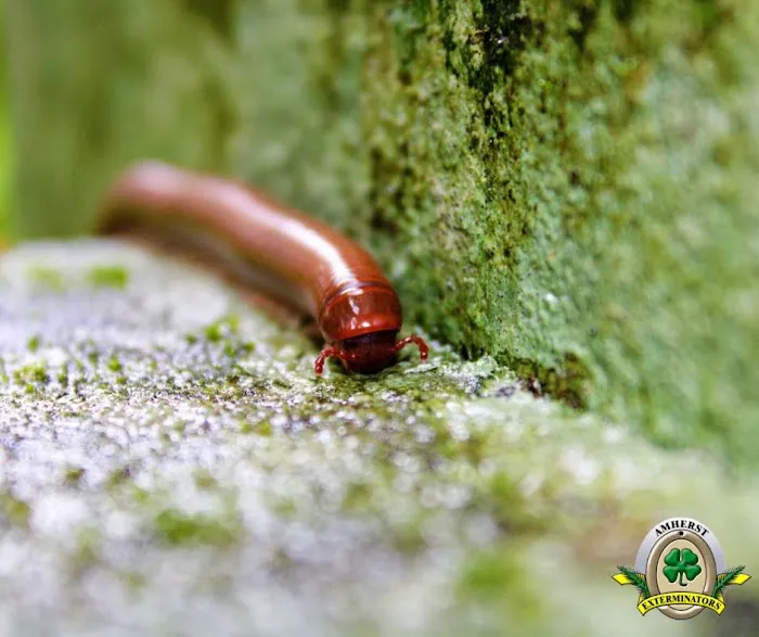 Amherst Exterminators Picture 8