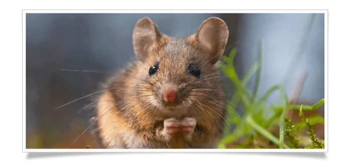Amherst Exterminators Picture 3