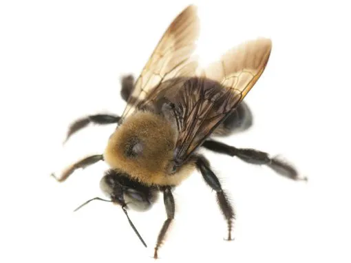 Amherst Exterminators Picture 4