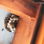 Amherst Exterminators