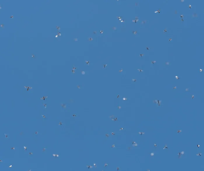 Amherst Exterminators Picture 6