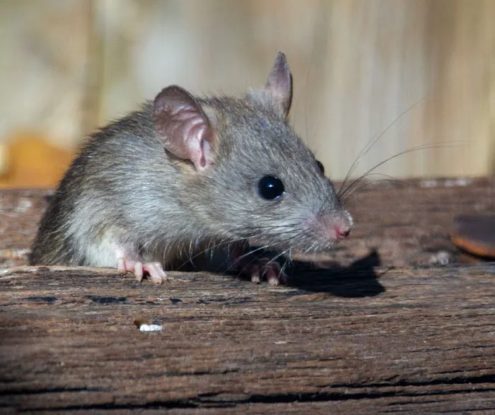 Amherst Exterminators Picture 1