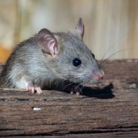 Amherst Exterminators ico