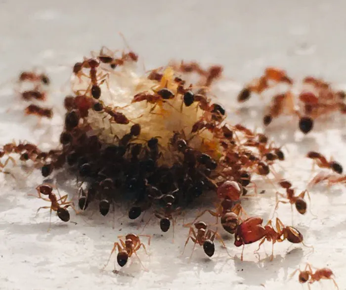 Amherst Exterminators Picture 6