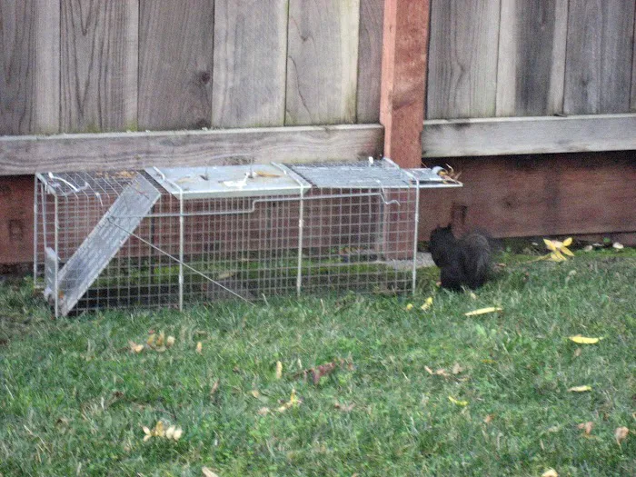 Abundant Wildlife Control Picture 4