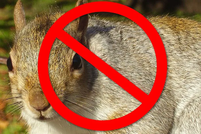 Abundant Wildlife Control Picture 2
