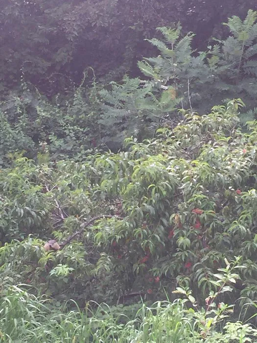 Abundant Wildlife Control Picture 8