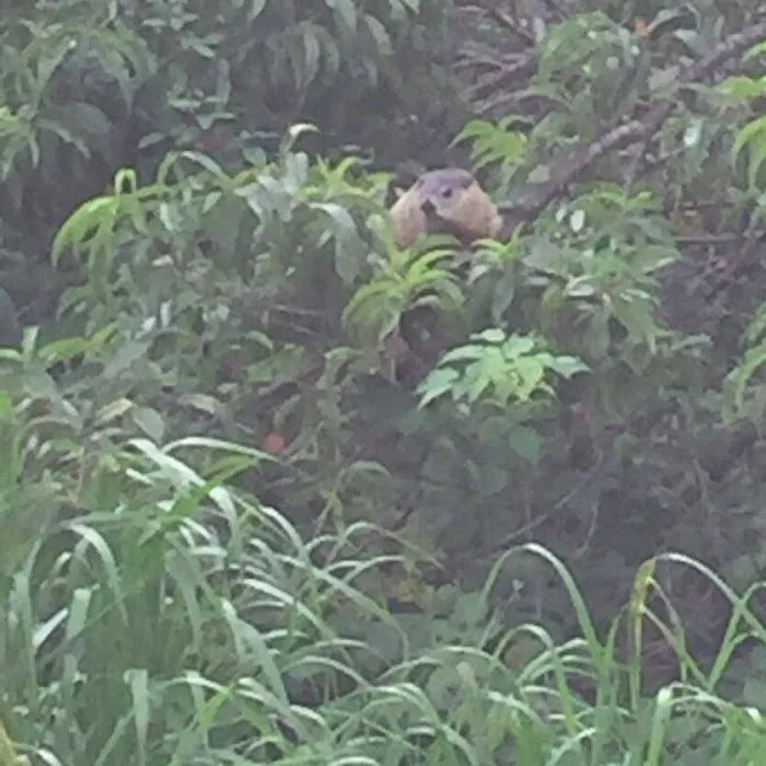 Abundant Wildlife Control Picture 10