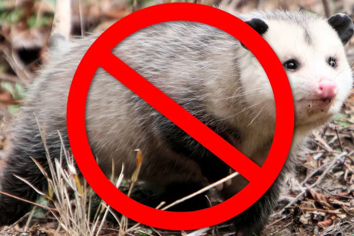 Abundant Wildlife Control Picture 3