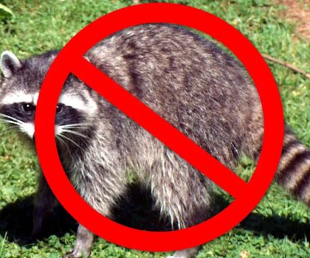 Abundant Wildlife Control