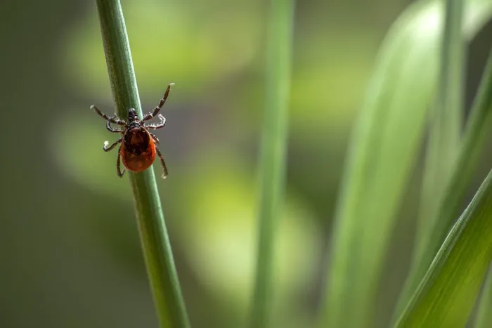 GSC Pest Management Picture 8