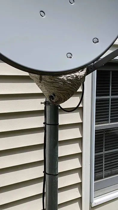 Simply Pest Solutions Picture 4