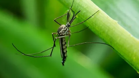 Simply Pest Solutions Picture 8