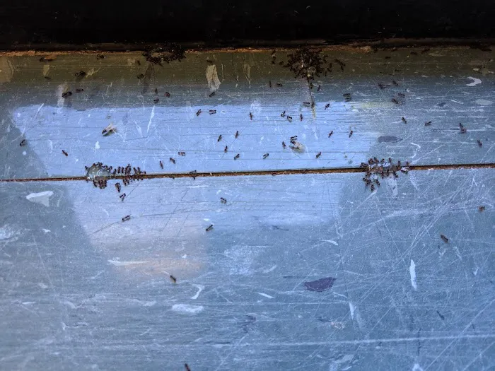 Simply Pest Solutions Picture 1