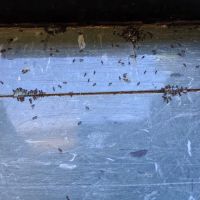 Simply Pest Solutions ico