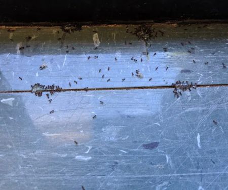 Simply Pest Solutions