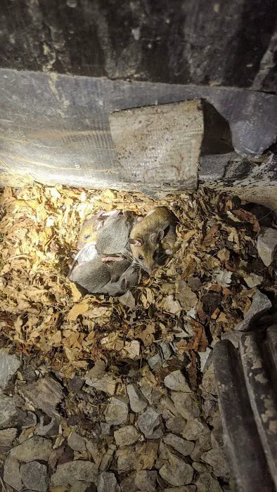 Simply Pest Solutions Picture 7