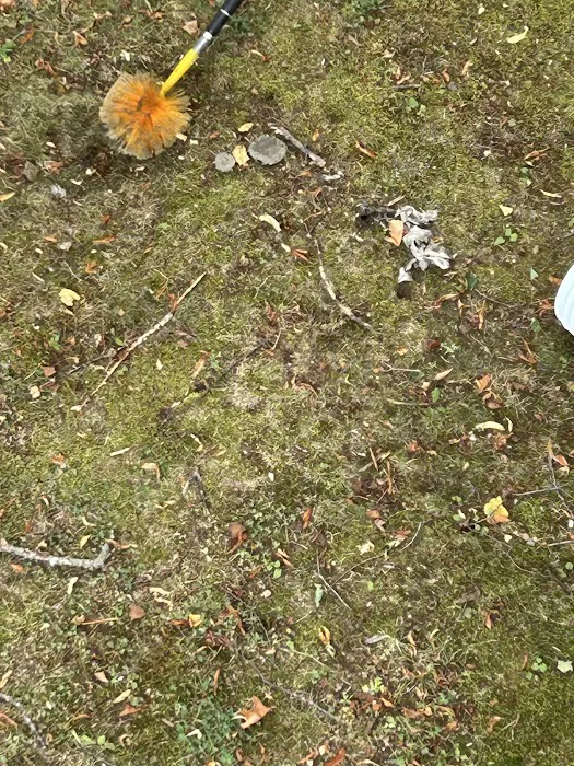 Fox Pest Control Westbrook Picture 6