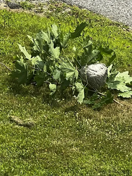 Fox Pest Control Westbrook Picture 10
