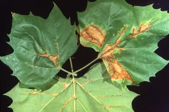 Top Leaf Tree LLC Picture 9