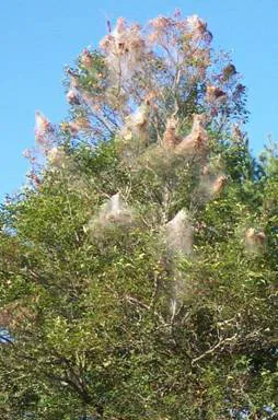 Top Leaf Tree LLC Picture 6