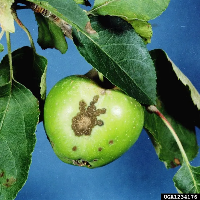 Top Leaf Tree LLC Picture 5