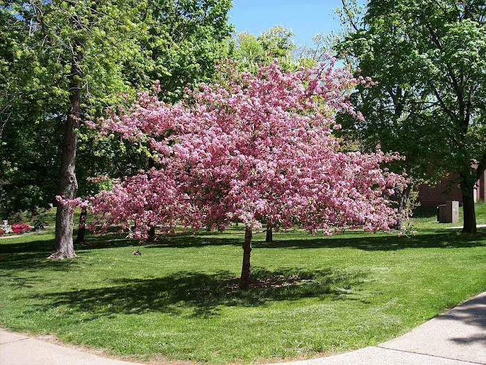 Top Leaf Tree LLC Picture 2