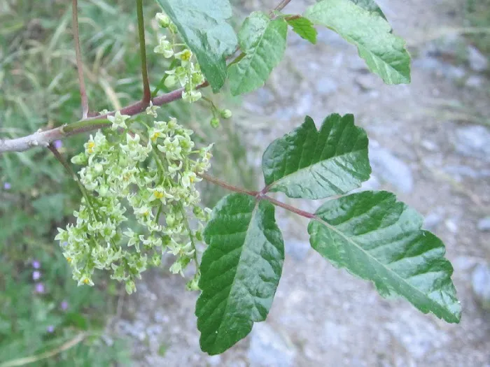 Top Leaf Tree LLC Picture 1