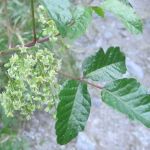 Top Leaf Tree LLC