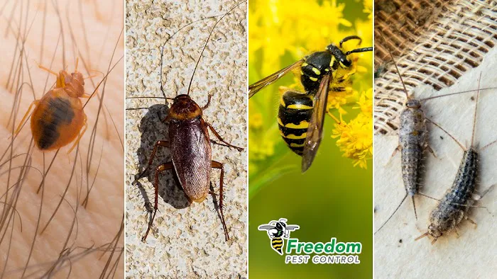 Freedom Pest Control Picture 5