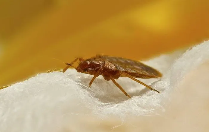 Freedom Pest Control Picture 9
