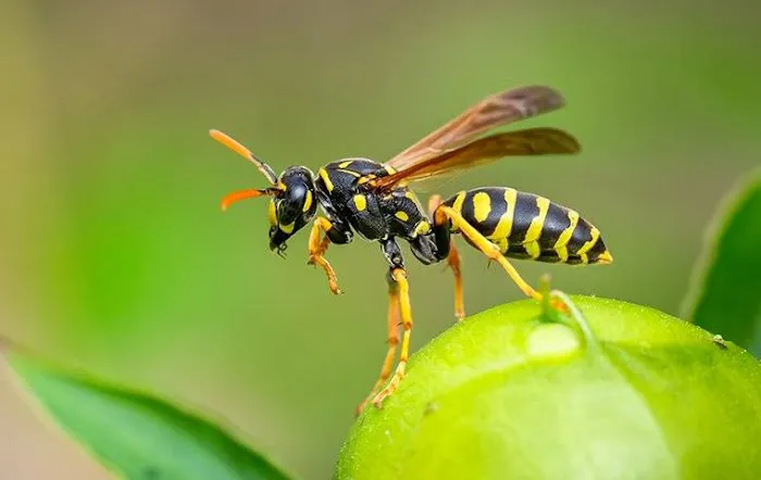 Freedom Pest Control Picture 2
