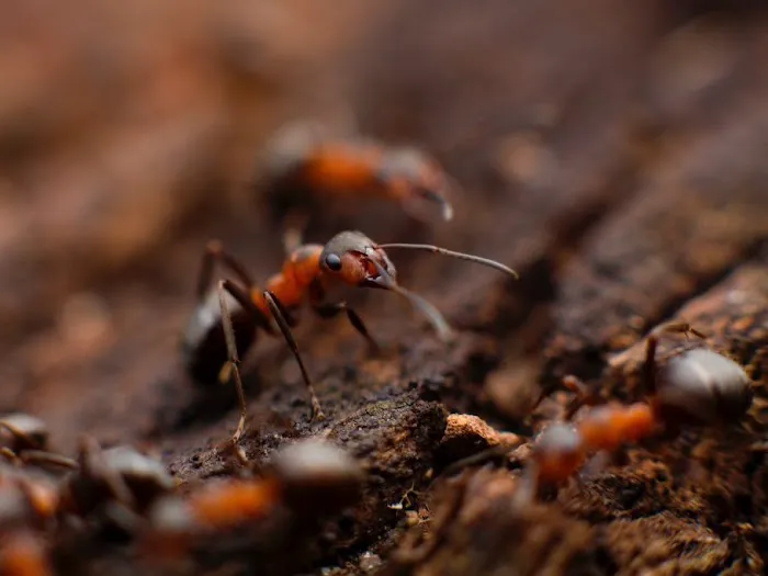 Freedom Pest Control Picture 6