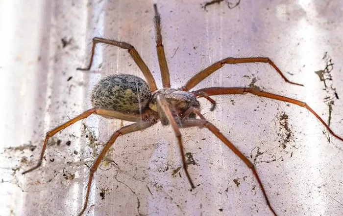 Freedom Pest Control Picture 4