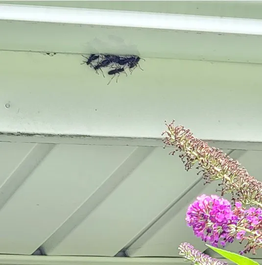 Safer Nature Pest Control Picture 2