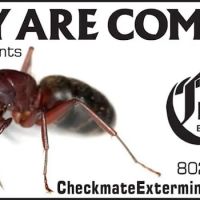 Checkmate Exterminators ico