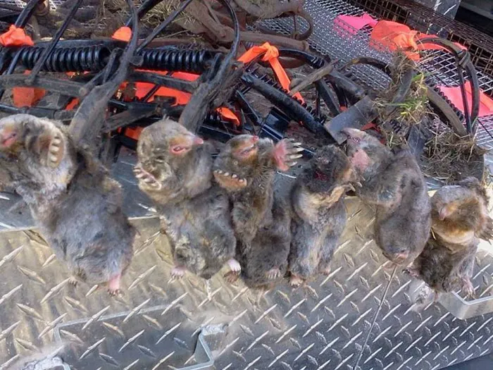 Wildlife Removal Burlington Picture 9
