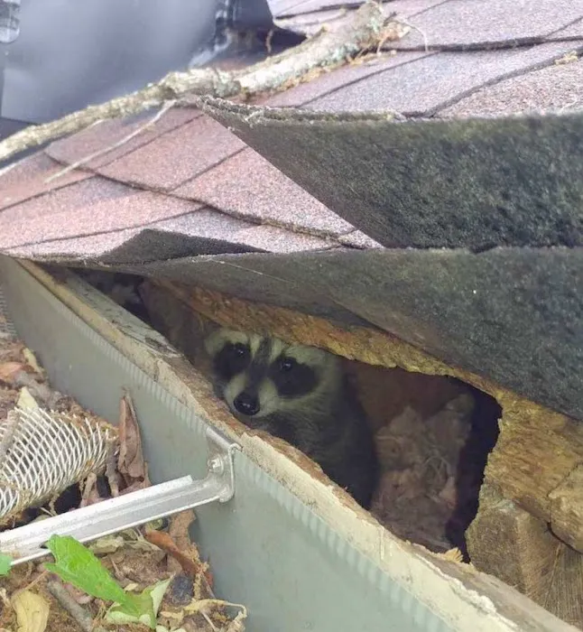 Wildlife Removal Burlington Picture 7
