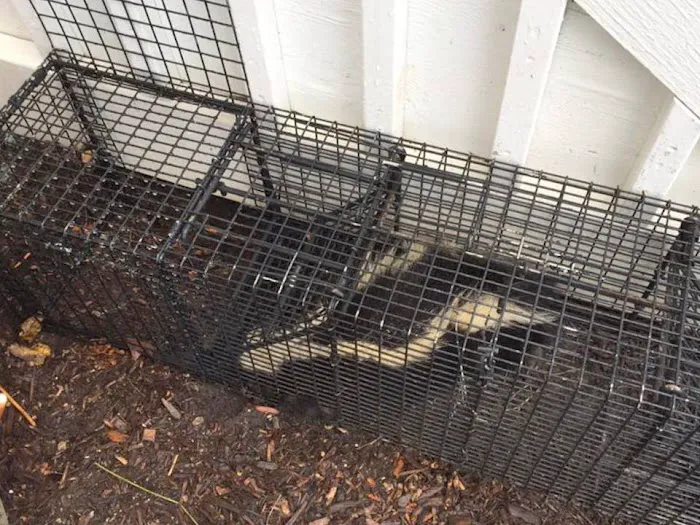Wildlife Removal Burlington Picture 3