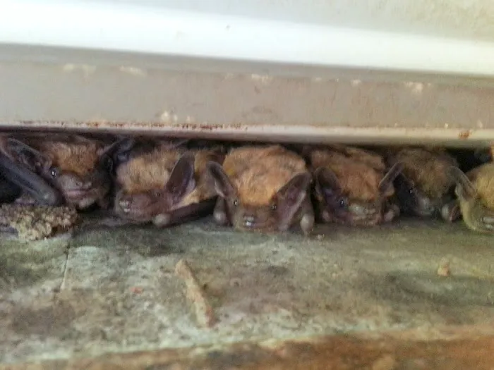 Wildlife Removal Burlington Picture 2
