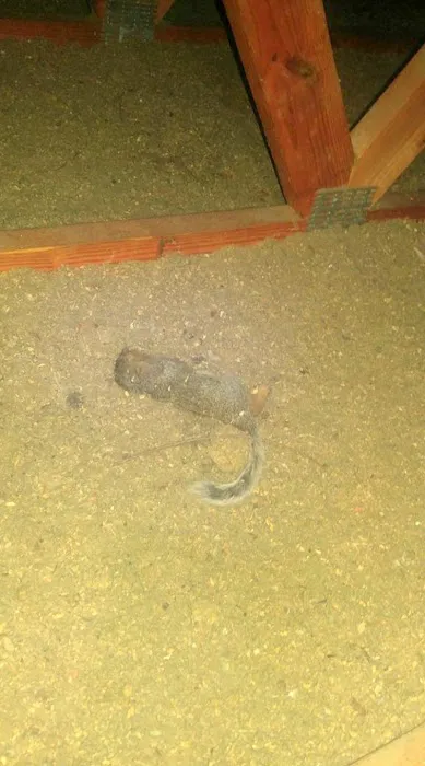 Wildlife Removal Burlington Picture 8