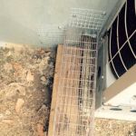 Wildlife Removal Burlington